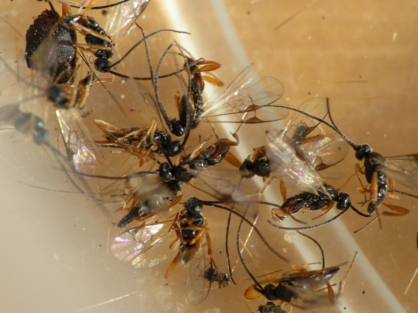 Bozzolo di Phragmatobia fuliginosa (?) predato da Braconidae